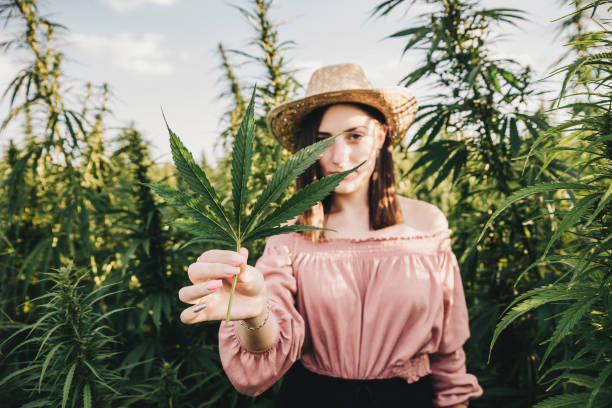Les  différentes catégories de cannabis