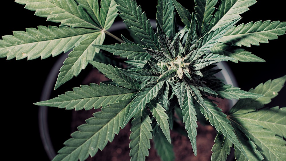 Innovation et CBD : comment les entreprises tirent parti des nouvelles applications du cannabidiol