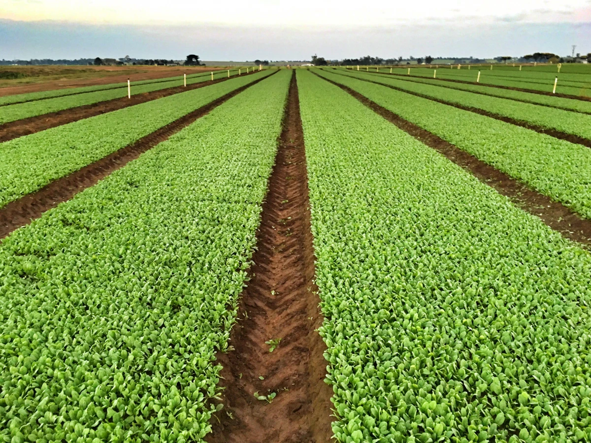 Les défis de l'agriculture durable : entre enjeux environnementaux et économiques